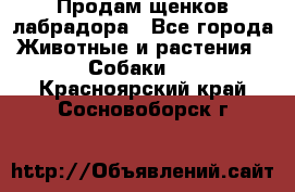 Продам щенков лабрадора - Все города Животные и растения » Собаки   . Красноярский край,Сосновоборск г.